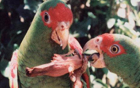 Descubren cómo los loros colaboran en la expansión de la araucaria brasileña