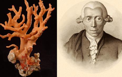 El MNCN celebra su 240 aniversario con la exposición Una colección  un criollo erudito y un rey. Un gabinete para una monarquía ilustrada