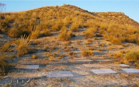 La radiación ultravioleta  un factor a tener en cuenta para mejorar la sostenibilidad de la agricultura