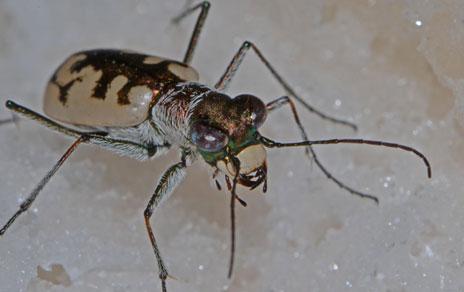 Detectan nueve especies de cicindelas en las estepas salinas mediterráneas