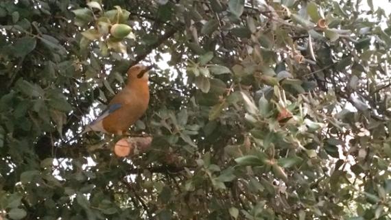Descubre cómo se mueve el bosque en la exposición Mutuamente