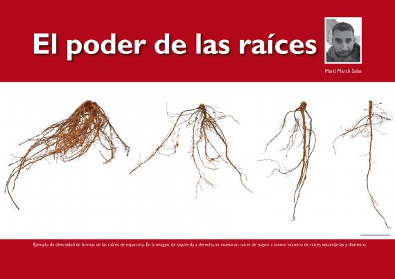 Raíces