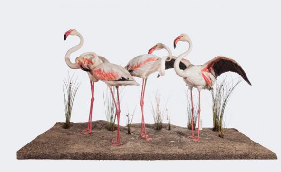 Grupo de flamencos que se ha reconstruido para esta exposición por David González. / Foto: Jesús Muñoz (MNCN)