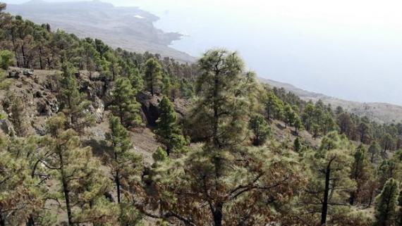 bosques y resinas