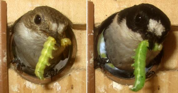 Hembra y macho de papamoscas