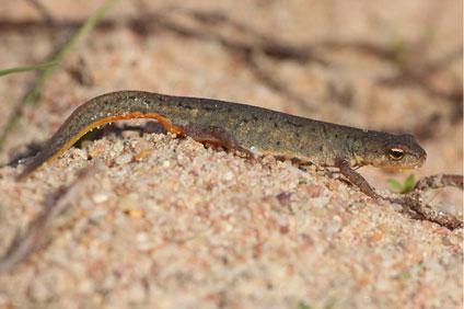 Tritón ibérico meridional, 'Lissotriton maltzani' /Alberto Sánchez Vialas.