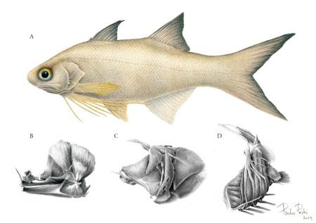 Ganadora de la categoría de ilustración científica: 'Threadfin Morfology', de Paulo Presti.  