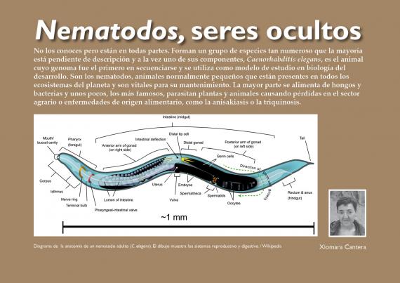 Nematodos, seres ocultos Diagrama de