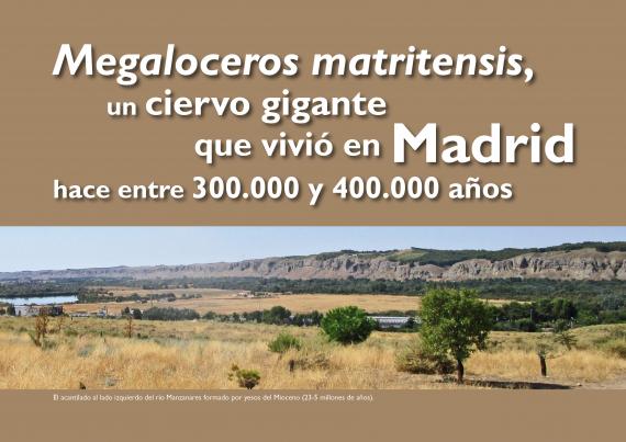 'Megaloceros matritensis'