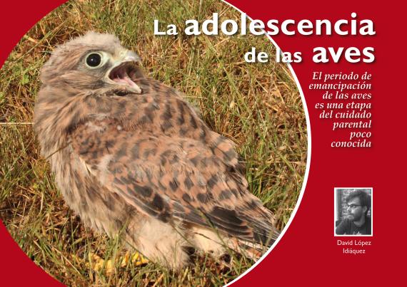 La adolescencia de las aves