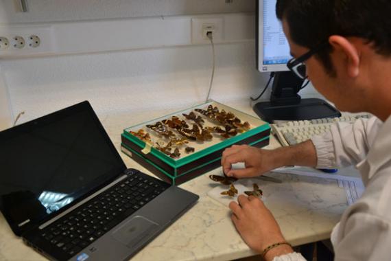 Uno de los participantes en el programa trabajando con mariposas de la Colección de Entomología del MNCN / Xiomara Cantera