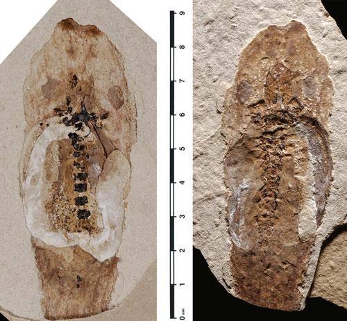 Imagen del fósil del renacuajo en su cara ventral y dorsal.