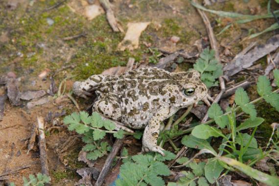 Ejemplar de sapo corredor