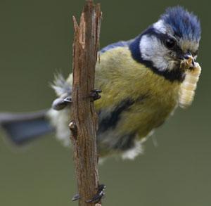 Herreillo, 'Cyanistes caeruleus'. / Ángel M. Sánchez 