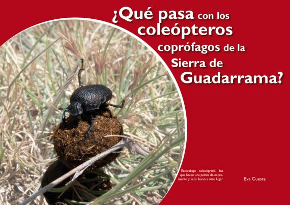 Escarabajos de Guadarrama
