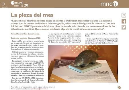 Pieza del mes,armadillo 