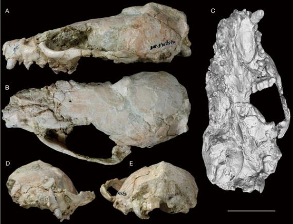 Fósiles del cráneo de 'Circamustela peignei' visto desde diferentes perspectivas.