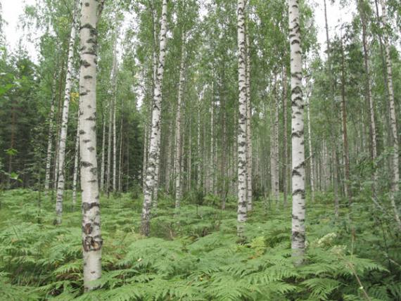 Una de las parcelas de bosque muestreadas, en la imagen varios abedules, Betula pendula, de un bosque boreal europeo, en Finlandia. / Raquel Benavides