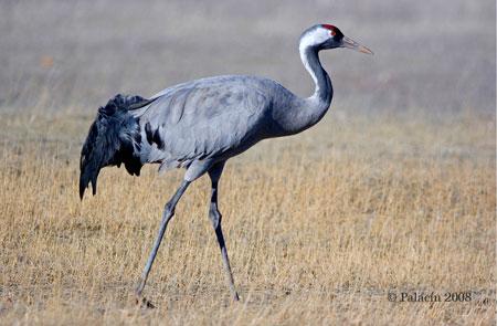 grulla común, 'Grus grus', fotografiadas por Carlos Palacín