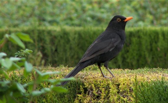  Mirlo, Turdus merula. / Juan Diego Ibáñez