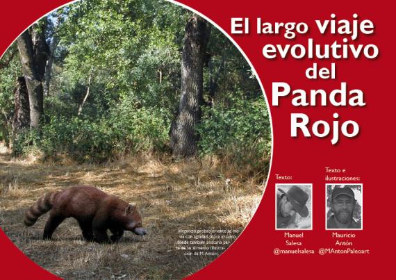 Portada del artículo "El largo viaje evolutivo del Panda Rojo" de la revista NaturalMente nº 8