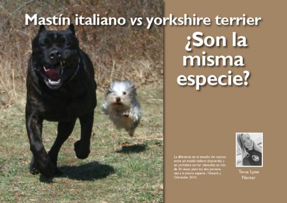 Mastín italiano (izquierda) y un yorkshire terrier (derecha) / Shearin y Ostrander, 2010.