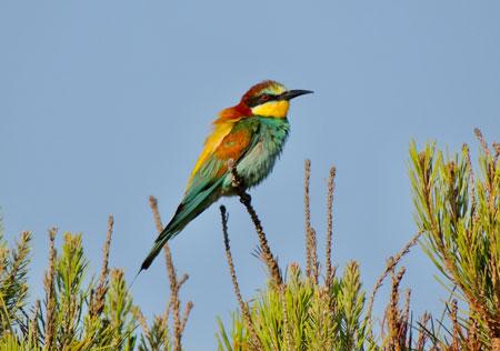 Detritivorous insects feeding on beetles killed by the ingestion of ivermectin, getting into the food chain. Bee-eater feeding on beetles, often with Ivermectin. / José R.Verdú.  