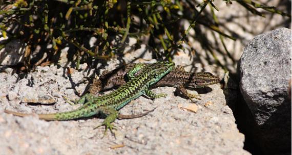Una pareja de lagartijas carpetanas, Iberolacerta cyreni. La hembra es de color marrón y el macho verde/José Martín