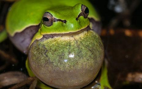 Ranita de San Antonio, Hyla molleri. /  P.Hernández