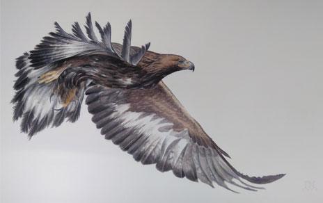 Águila real volando / Acuarela de Iñaki Díez