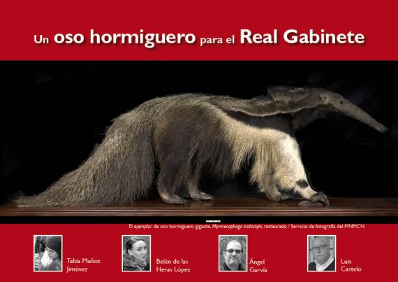 Portada del artículo "Un oso hormiguero para el Real Gabinete"