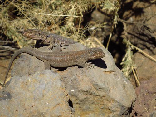 Ejemplares de lagarto Tizón de una localidad del sur de la isla de Tenerife. / Javier Gómez-Aoiz 