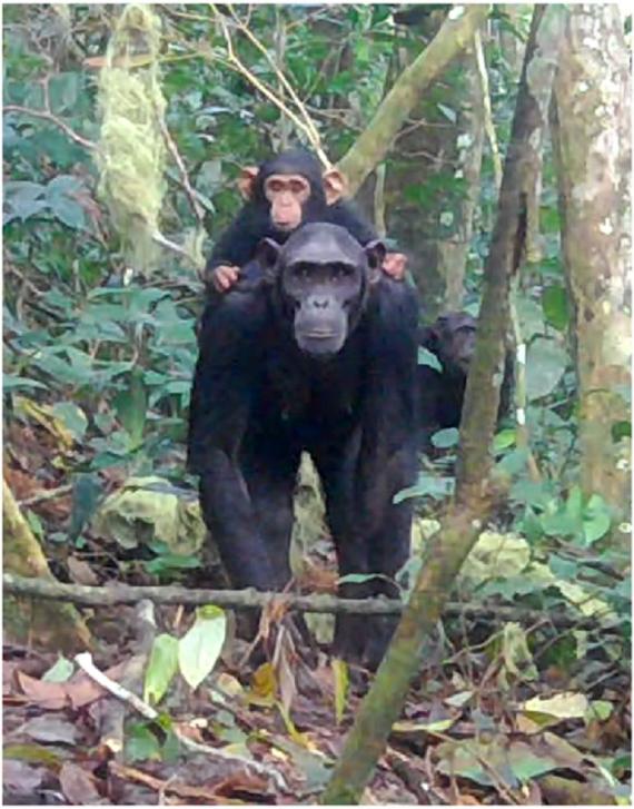 Primates captados por una cámara trampa en la jungla de Guinea Ecuatorial./ MNCN-CSIC