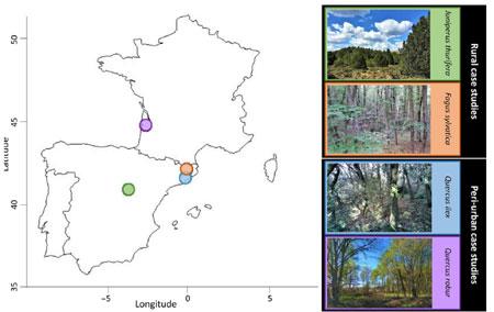 Crecimiento bosques 