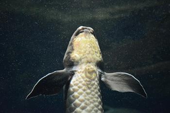 Visión ventral de un pez pulmonado / Imagen de Patty Jansen en Pixabay