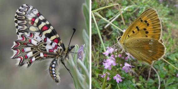 Dos especies de mariposas estudiadas, Zerynthia rumina (izquierda) y Lycaena virgaureae (derecha), fotografiadas por David Gutiérrez y Robert Wilson, respectivamente.
