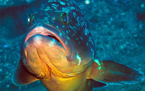Mero, imagen tomada en la RMIP Cabo de Palos-Islas Hormigas/ Océano Alfa