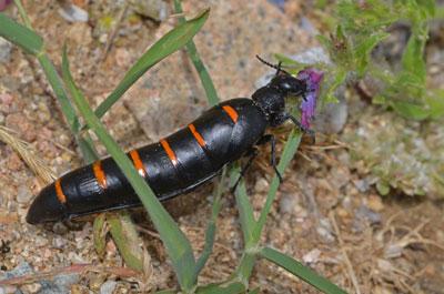 Ejemplar de "Berberomeloe castuo", un escarabajo negro con fragmentos rojizos a lo largo de su abdomen, que es largo. 