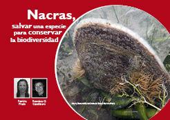 Nacras. Proyecto recupera pinna 
