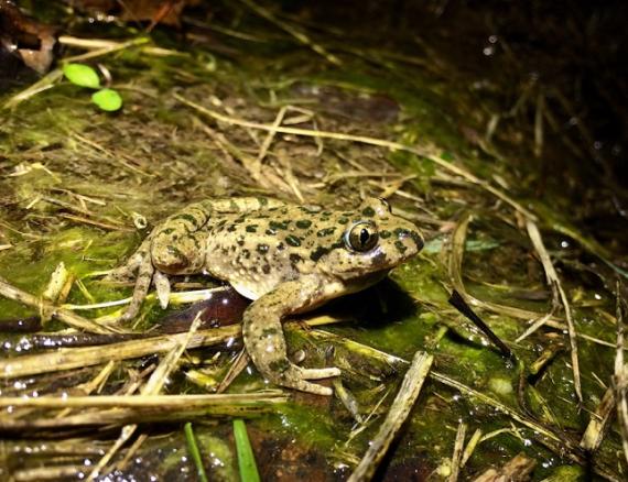 Sapillo moteado, 'Pelodytes punctatus'. /Íñigo Martínez-Solano.