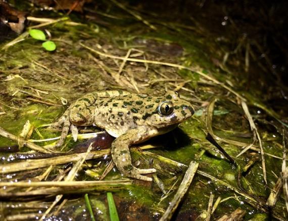 Sapillo moteado, 'Pelodytes punctatus'.  /Íñigo Martínez-Solano.