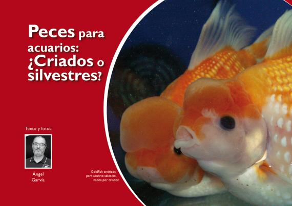 Peces para  acuarios:  ¿Criados o  silvestres?