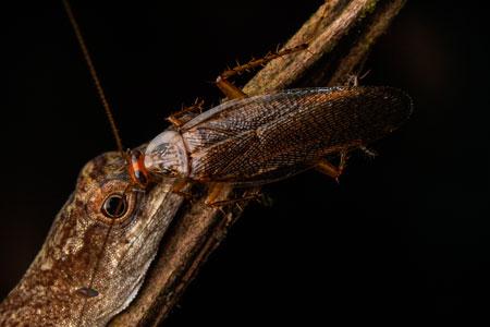 Fotografía de una cucaracha bebiendo las lágrimas tomada en marzo de 2019 en la Amazonía ecuatoriana. / ©Javier Aznar González de Rueda