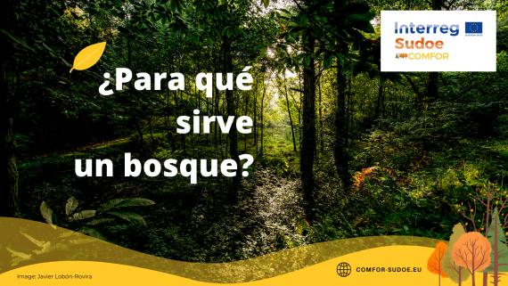 En los bosques complejos pueden convivir varias especies o predominar una sola. / Javier Lobón Rovira