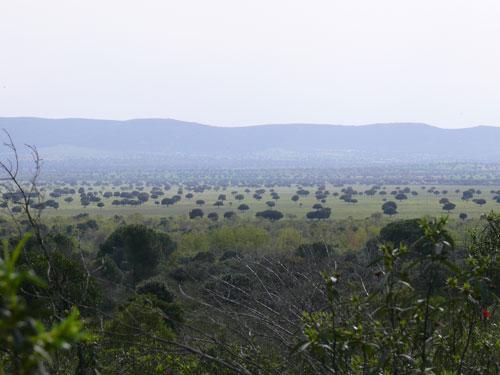 Transición bosque-dehesa en el Parque Nacional de Cabañeros/ Mario Díaz