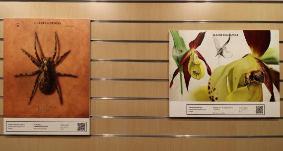 Dos de las obras seleccionadas en el premio Illustraciencia mostradas en la exposición / José María Cazcarra
