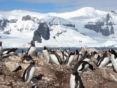 Colonia de pingüino papúa, Pygoscelis papua, una de las especies estudiadas en la investigación / Andrés Barbosa