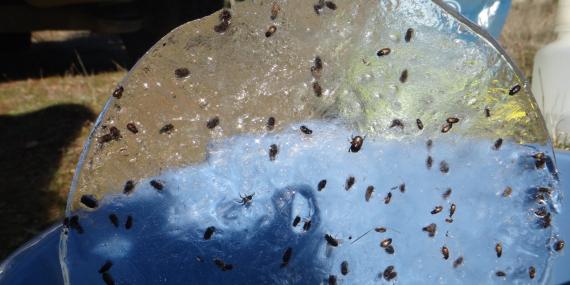 Escarabajos congelados en el agua de una trampa de caída, debido a un brusco descenso de las temperaturas