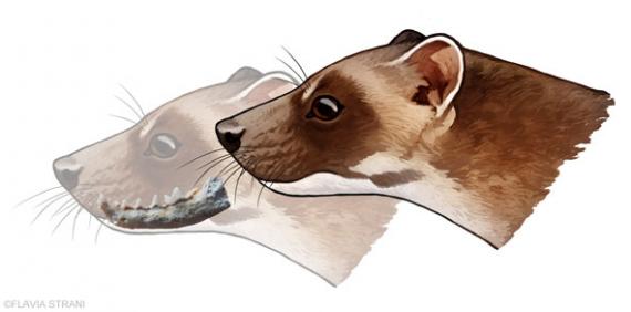 reconstrucción en vida de Aragonictis araid. CFlavia Strani 