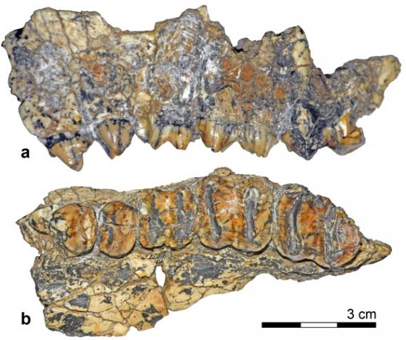 Maxilar con dos premolares y tres molares de Listriodon dukkar, holotipo de la especie. (Un holotipo es el ejemplar que define la especie.)
